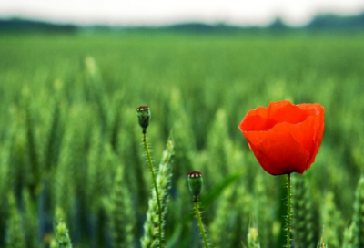 ​写景诗大全100首精选