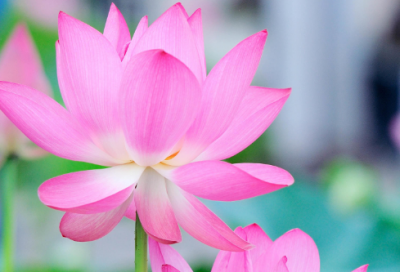 ​牛年的吉祥成语4字198个