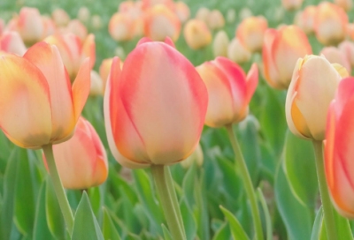 ​以虫治虫文言文翻译