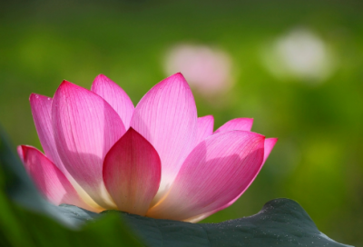 ​嫦娥奔月文言文翻译及原文