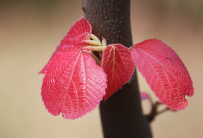 ​现代诗精选100首短篇
