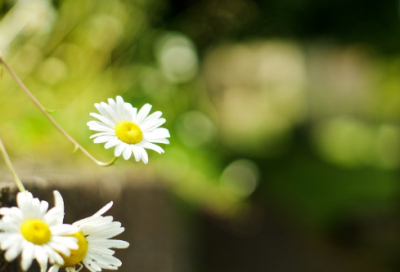 ​佛诗禅词100首原文