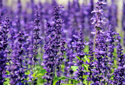 ​家庭教育格言261句