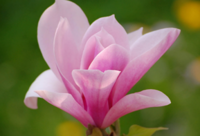 ​猜谜语有水能养鱼