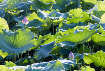 ​五年级语文上册第17课松鼠生字注音组词