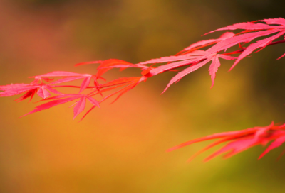 ​冬至吃饺子的文案184个