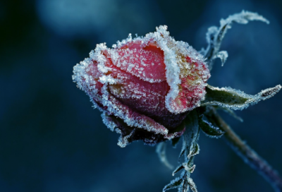 ​静女原文及翻译拼音