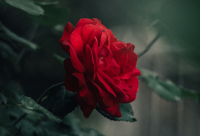 ​电影扬名立万的经典台词235个