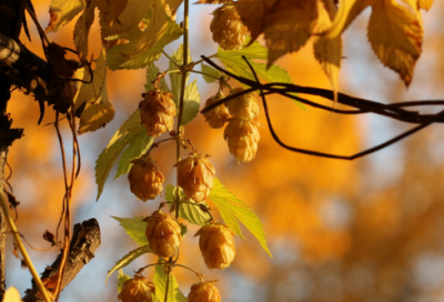 ​大学生军训心得