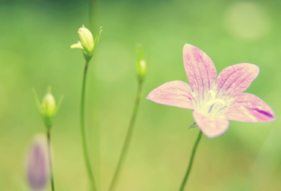 ​文言文二则原文及翻译