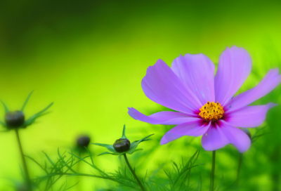 ​茶诗100首推荐