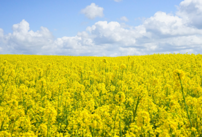 ​桃花源记文言文翻译