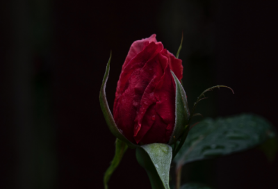 ​关于清明节思念寄语 清明节的思念写一段话148个