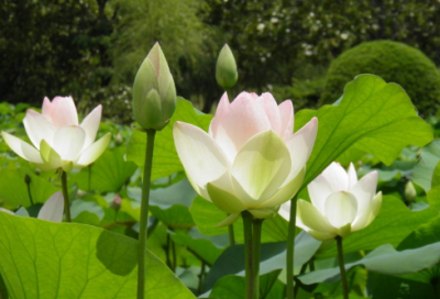 ​猜谜语一百减一