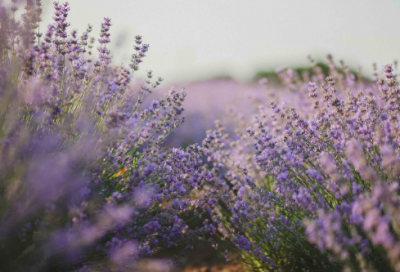 ​于丹语录大全244个