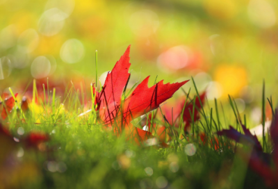 ​适合端午节的文案246个