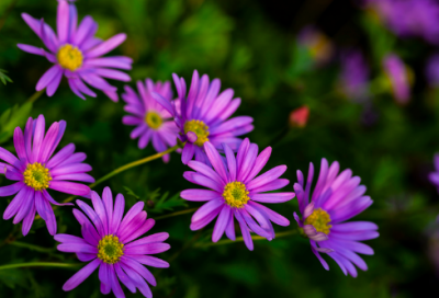 ​感动中国度人物苏炳添心得