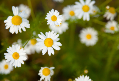 ​2021年创先争优先进党支部申报材料3篇