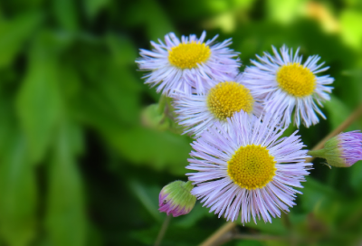 ​猜谜语树有心眼西下美