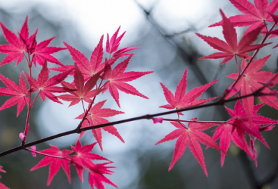 ​小学现代诗大全100首精选