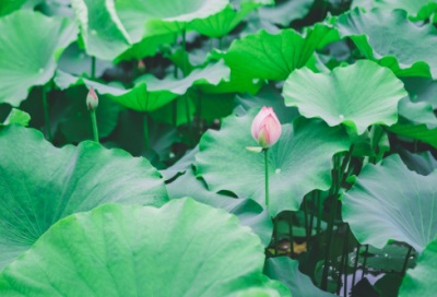 ​祁黄羊去私文言文翻译及注释