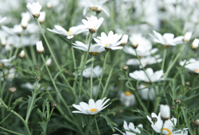 ​情人节朋友圈说说文案大全225个