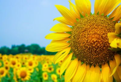 ​猜谜语大姐用针不用线