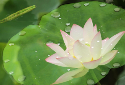 ​生态文明美丽中国心得感想800字