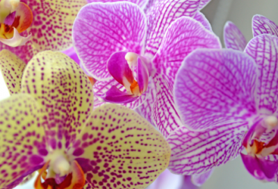 ​儿子送妈妈礼物怎么发朋友圈234个