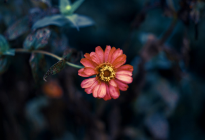 ​现代诗精选100首经典