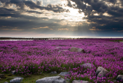 ​睡前故事公主童话故事