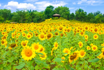 ​中国科学家的故事