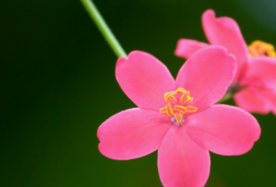 ​法国睡前童话故事精选