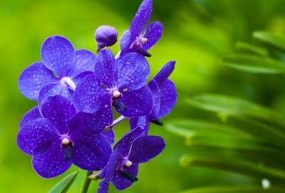 ​儿童睡前故事公主童话故事