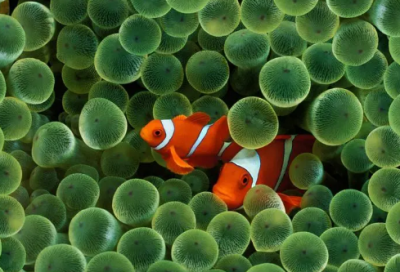 ​生活的寓言故事