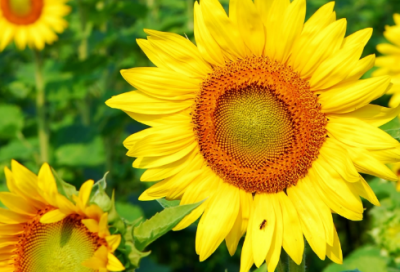 ​《智取威虎山》杨子荣简介,杨子荣的故事