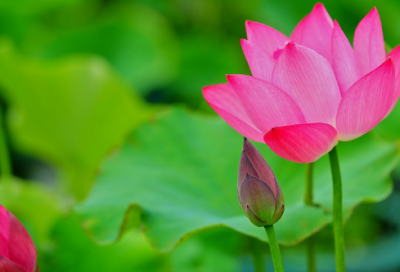 ​论语中关于子路问津的故事