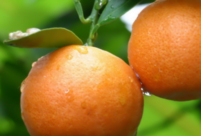 ​成吉思汗与鹰的故事 告诫人们处事要冷静对待