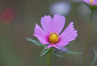 ​子产坏晋馆垣的故事解析