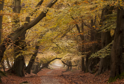 ​小说林黛玉与北静王的故事