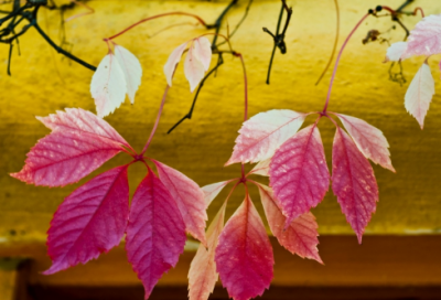 ​关于雷锋的故事十则