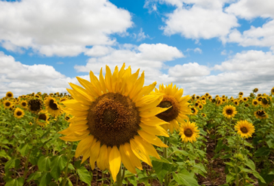 ​水浒传中李逵打死殷天锡的故事