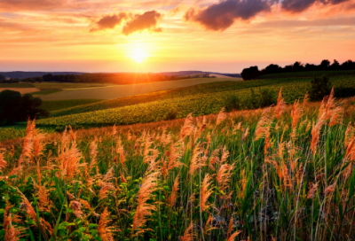 ​儿童动物故事精选三篇