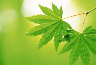 ​周瑜属什么生肖 三国演义周瑜的故事