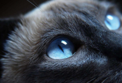 ​古代历史故事精选三篇