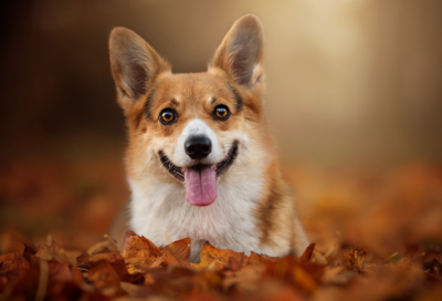 ​关于感恩的小故事