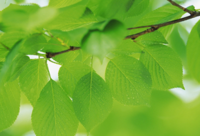 ​红楼梦林黛玉葬花的故事情节