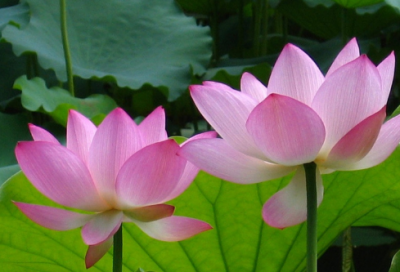 ​鸽子的寓言故事