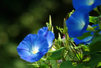 ​给舅舅的生日祝福短信