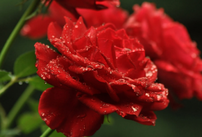 ​给领导的祝福短信